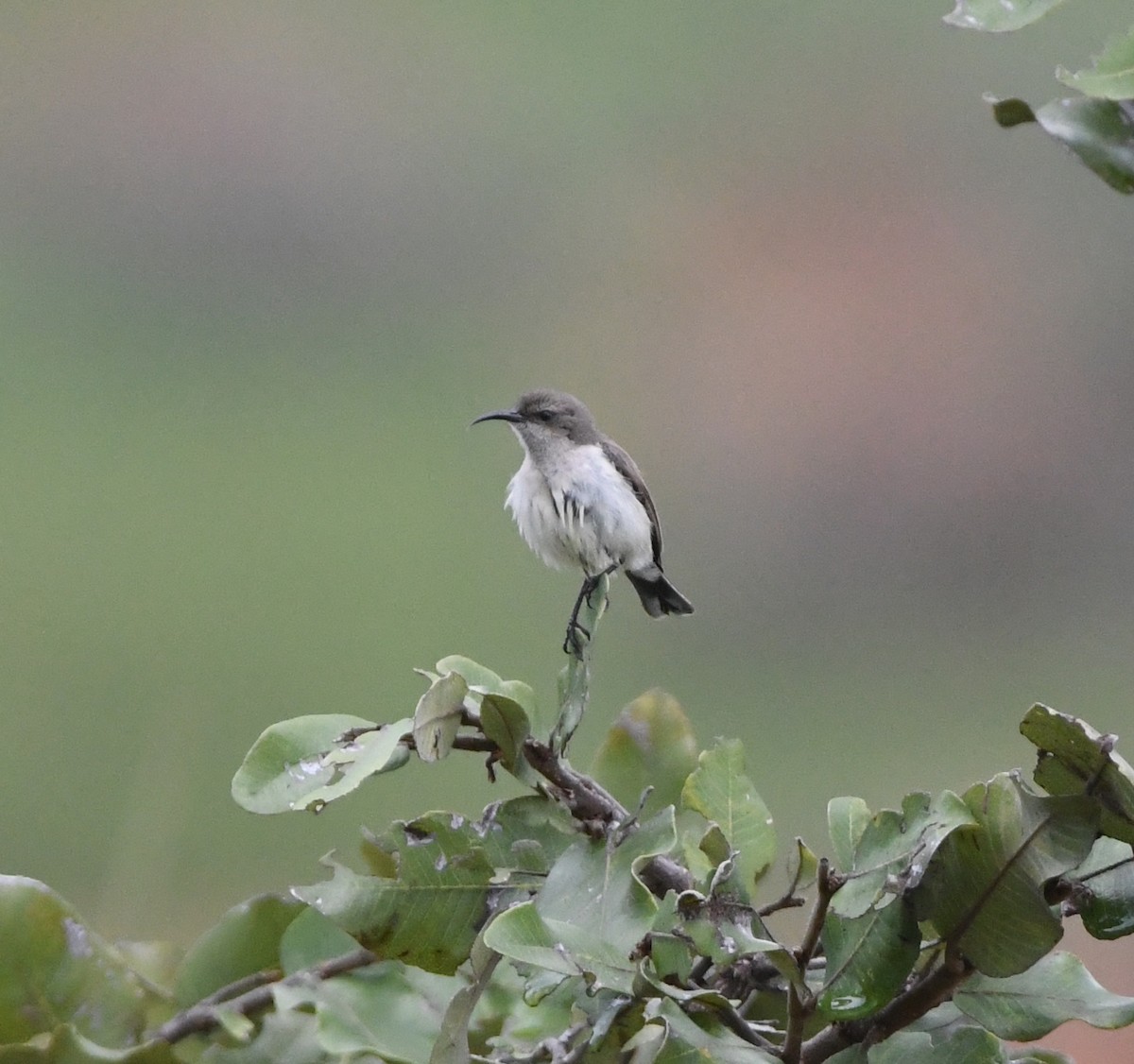 Oustalet's Sunbird (Angola) - ML621638493