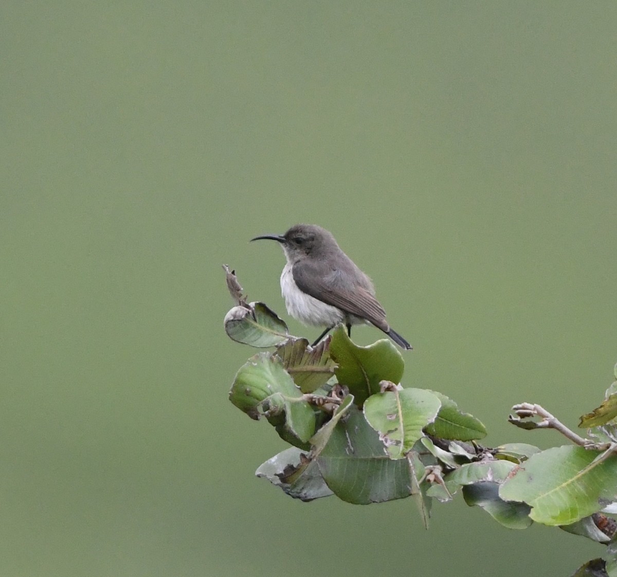 Oustalet's Sunbird (Angola) - ML621638508