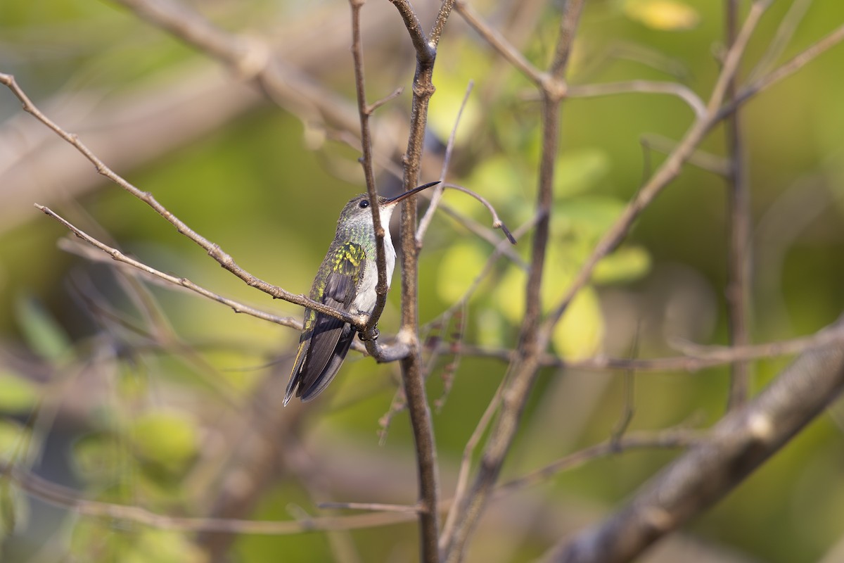 Mangrove Hummingbird - ML621638528