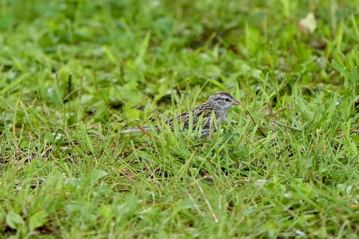 Chipping Sparrow - ML621638548