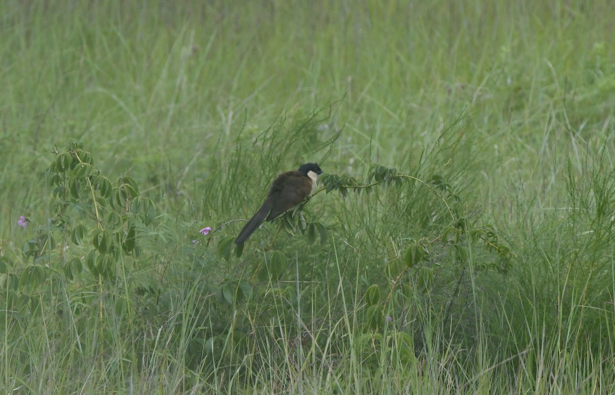 Coppery-tailed Coucal - ML621638565