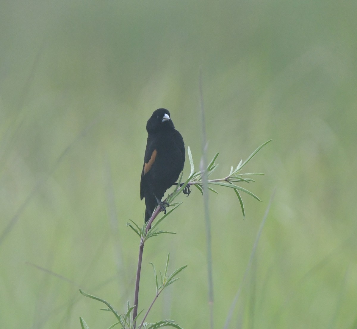 Marsh Widowbird - ML621638649