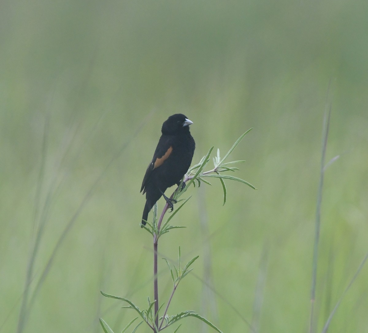 Marsh Widowbird - ML621638662