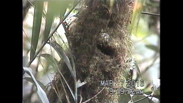 Bornean Green-Magpie - ML621638680