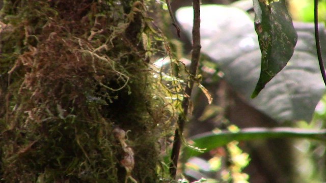 Bornean Green-Magpie - ML621638757