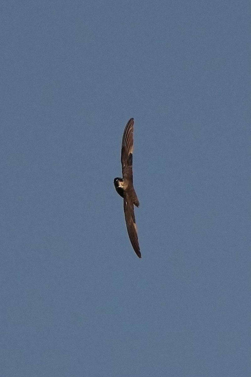 Chimney Swift - Willem Van Bergen