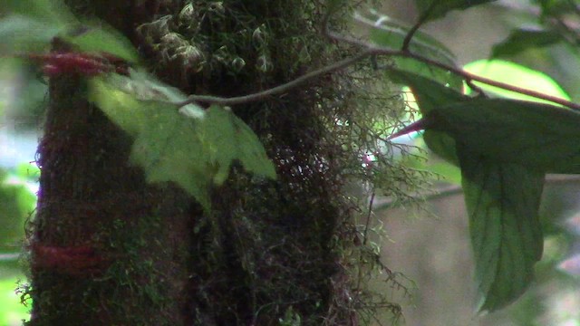Bornean Green-Magpie - ML621638821