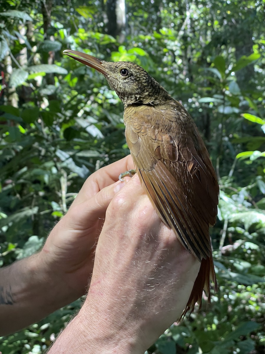 Amazonian Barred-Woodcreeper - ML621638843