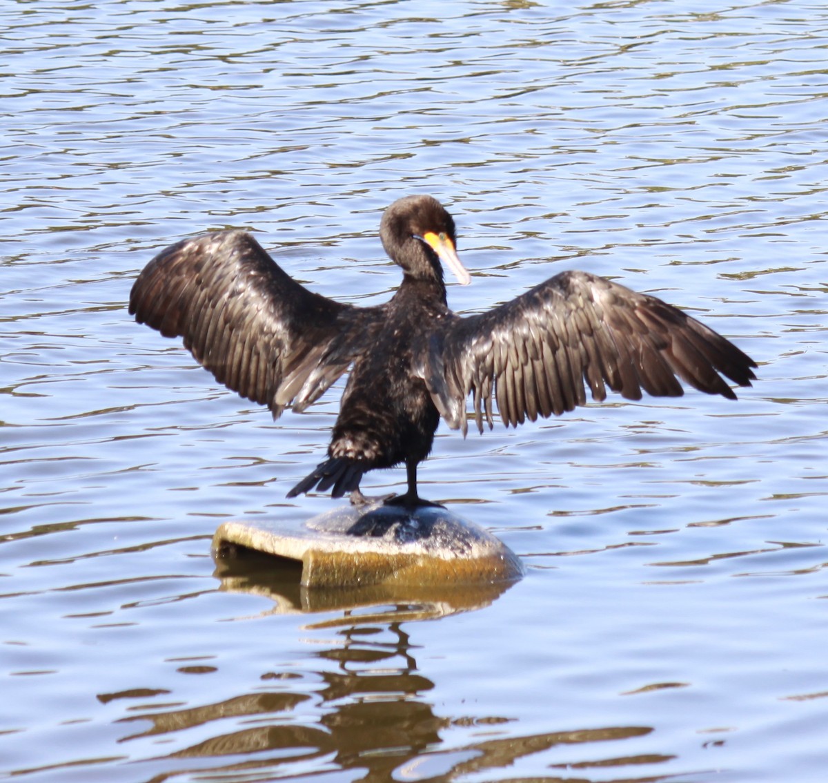 Double-crested Cormorant - ML621638858