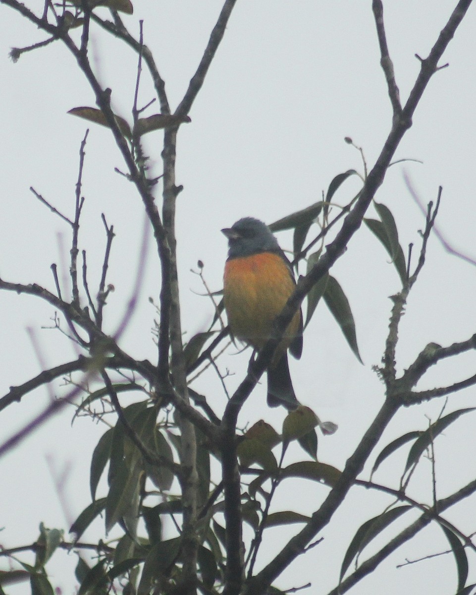 Blue-and-yellow Tanager (Blue-and-yellow) - ML621638893