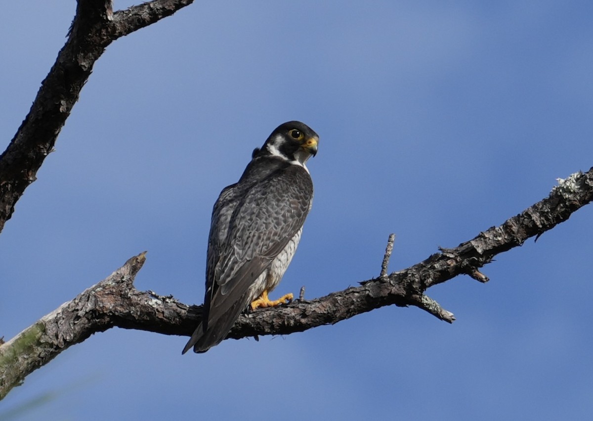 Peregrine Falcon - ML621638895