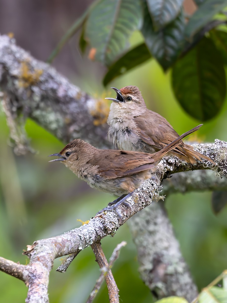 Rufous-fronted Thornbird - ML621638910