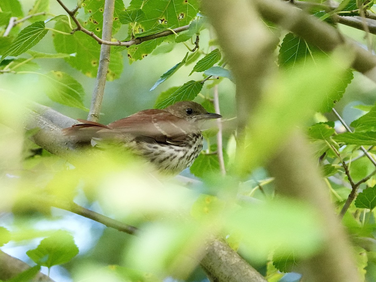 Brown Thrasher - ML621638918