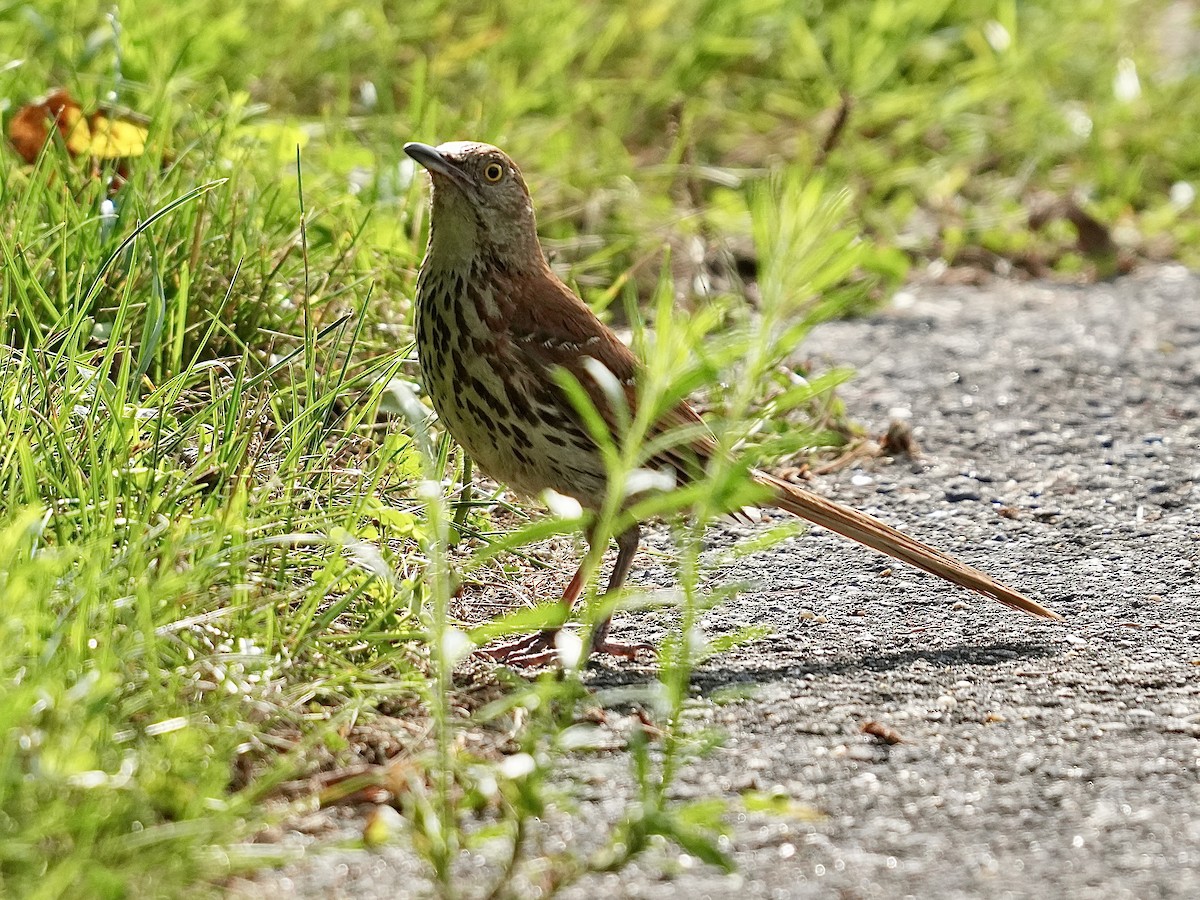 Brown Thrasher - ML621638919