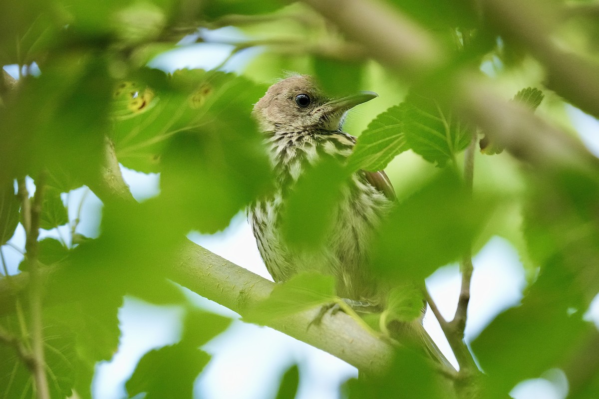 Brown Thrasher - ML621638920