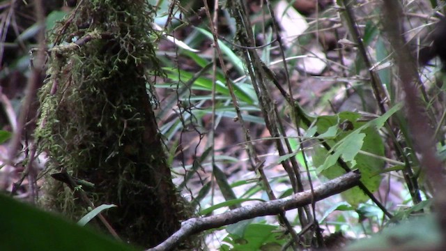 Snowy-browed Flycatcher - ML621638931