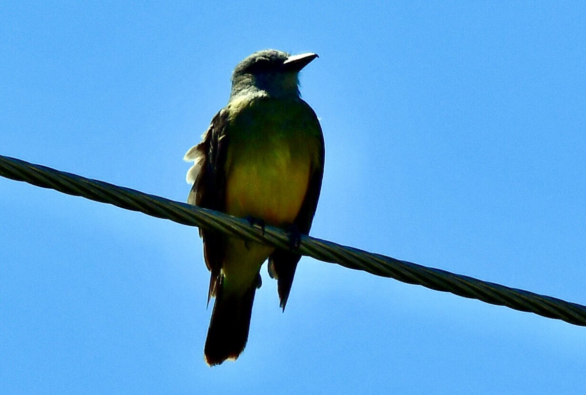 Tropical Kingbird - ML621638949