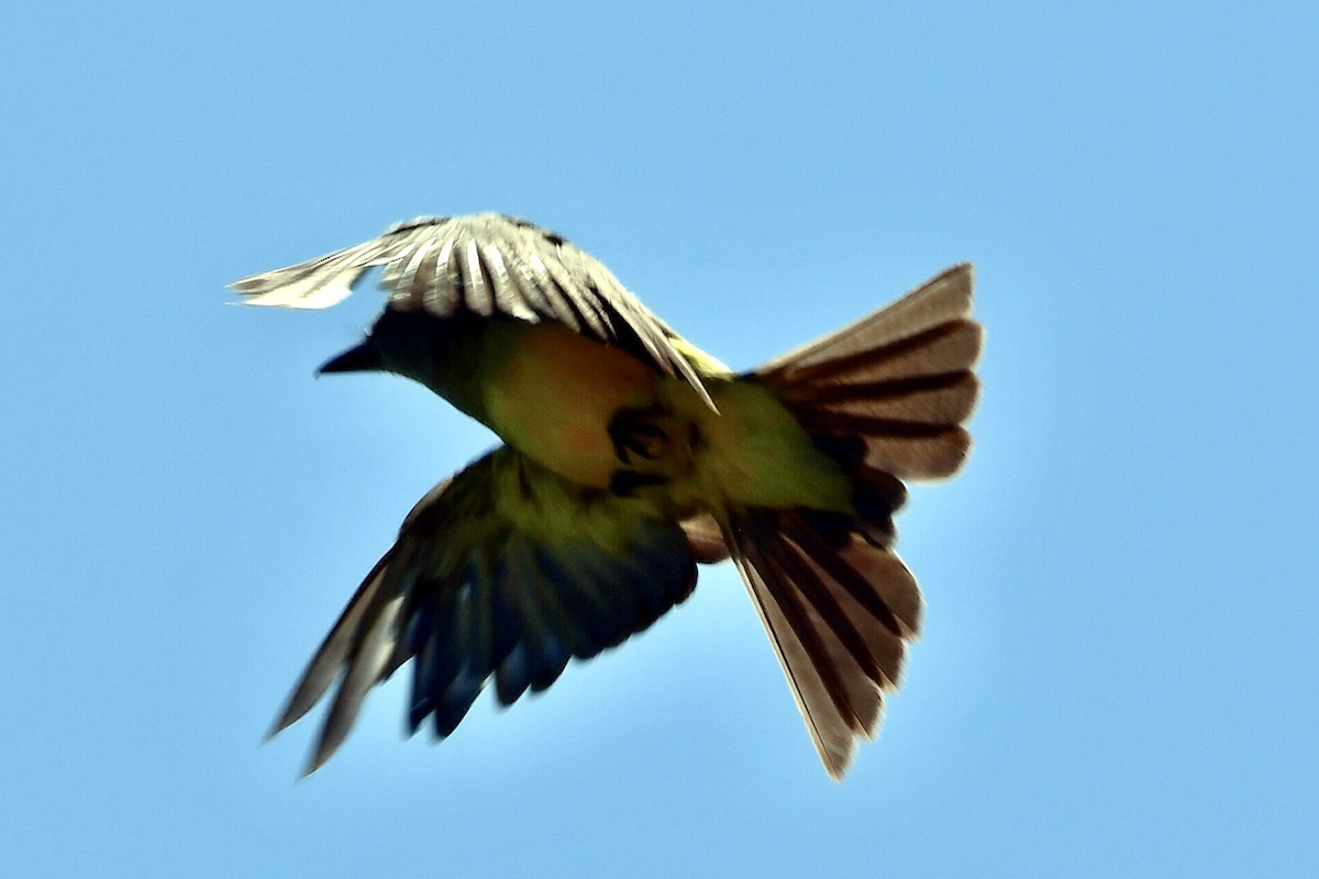 Tropical Kingbird - ML621638965