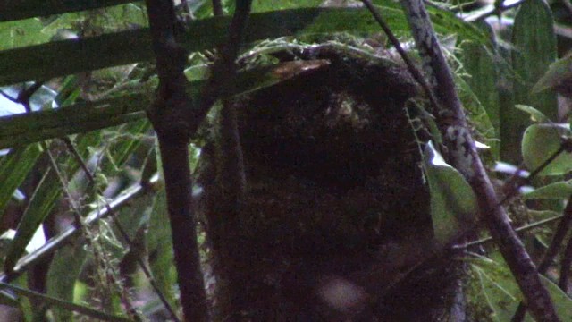 Snowy-browed Flycatcher - ML621638977