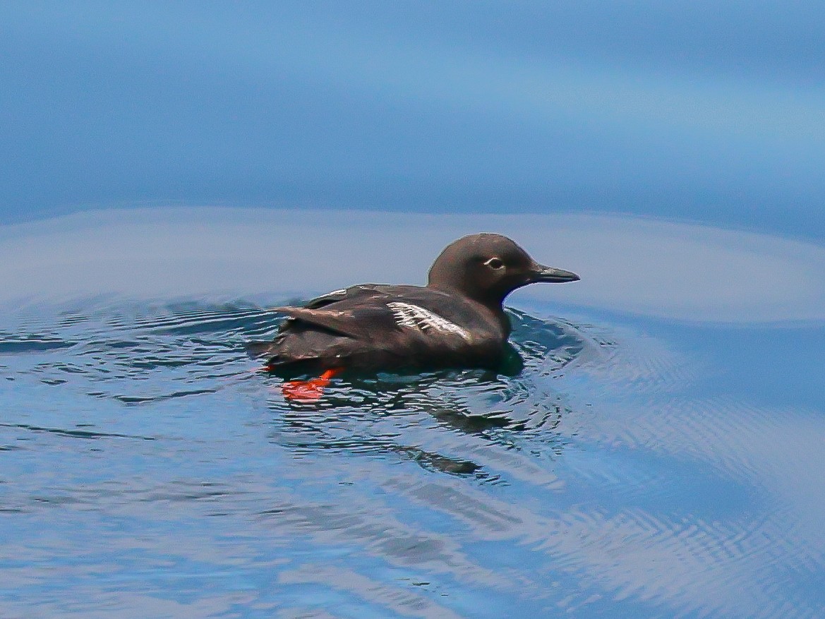 Pigeon Guillemot - ML621639072