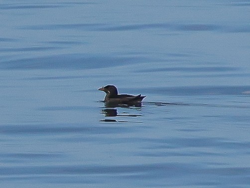 Rhinoceros Auklet - ML621639080