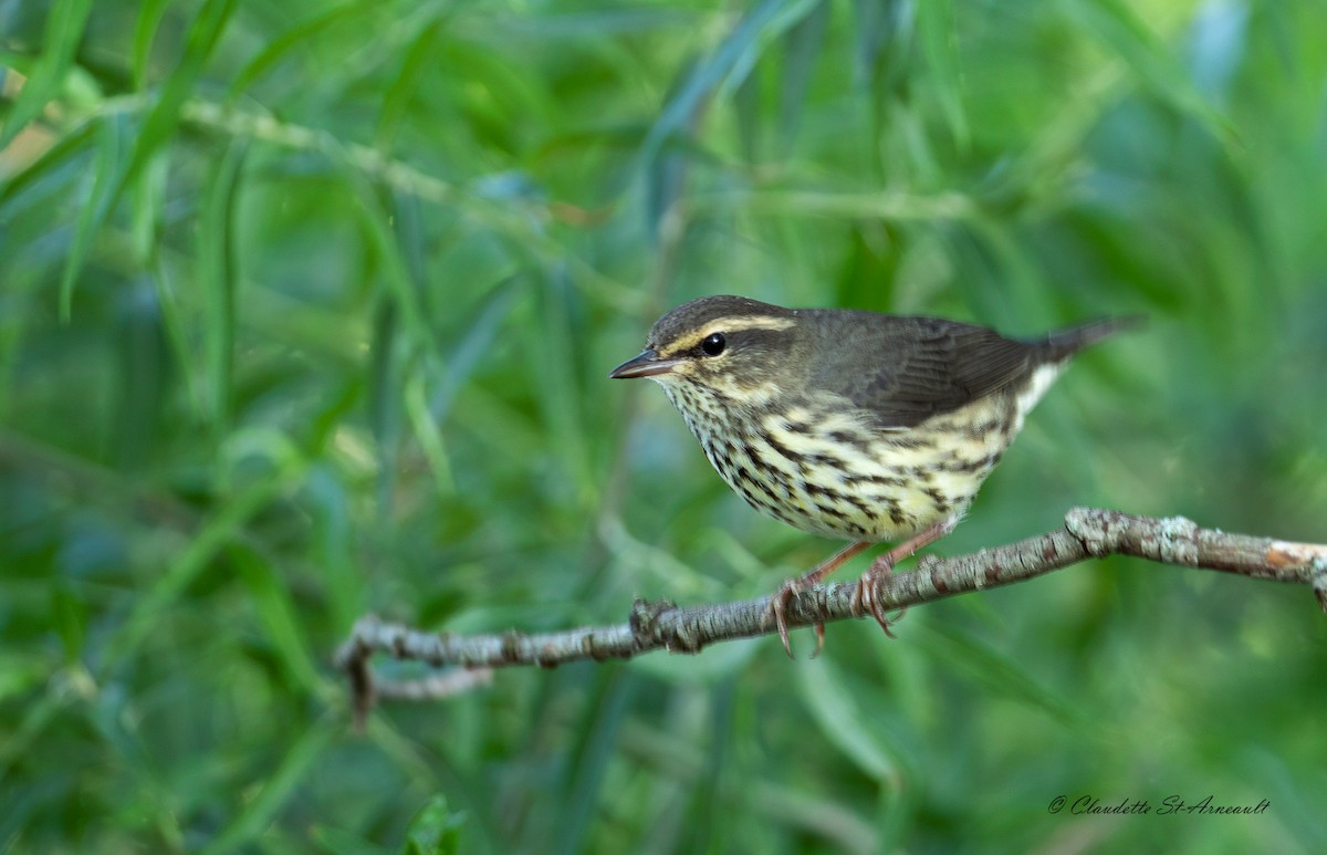 Northern Waterthrush - ML621639144