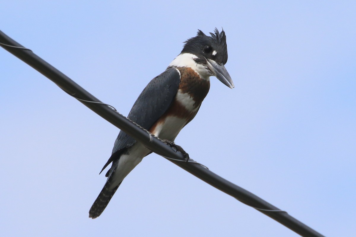 Belted Kingfisher - ML621639147