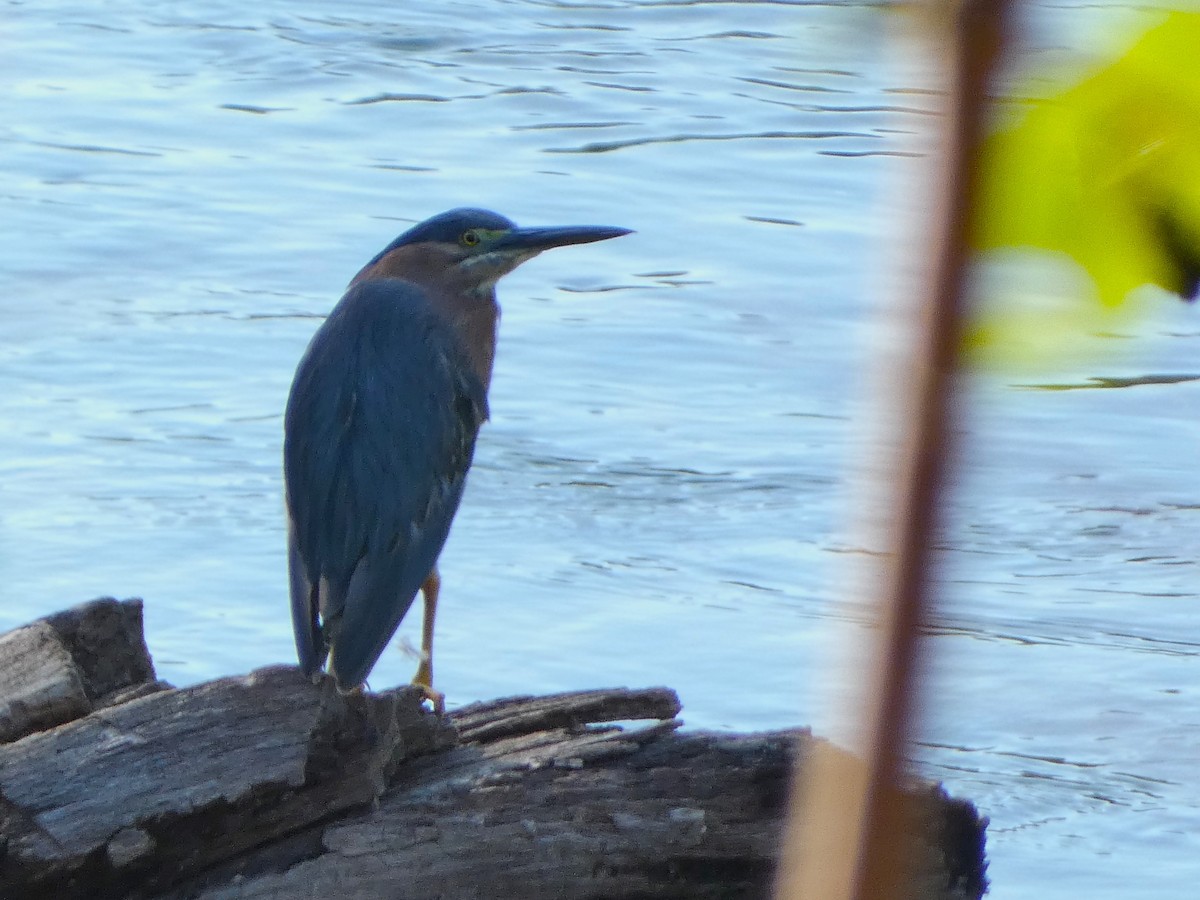 Green Heron - ML621639148