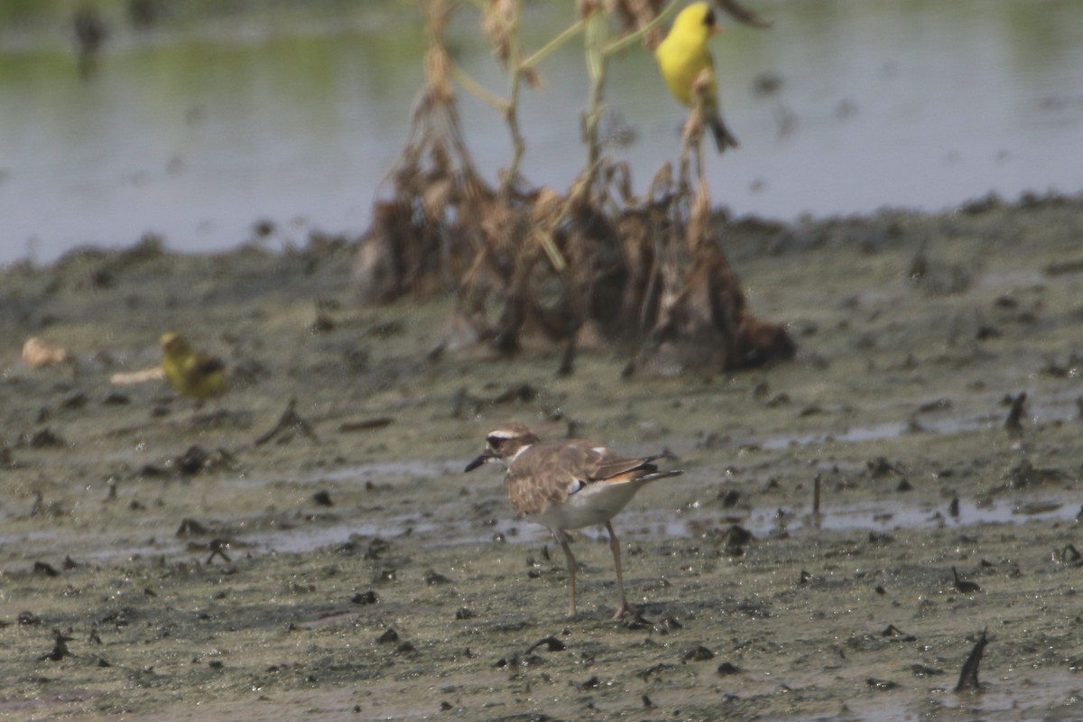 American Goldfinch - ML621639150