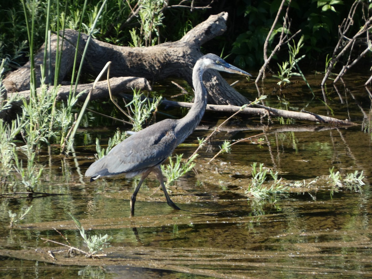 Great Blue Heron - ML621639152