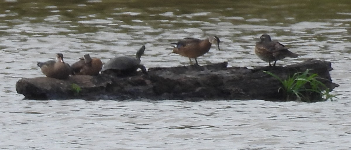 Wood Duck - Jeffrey Blalock