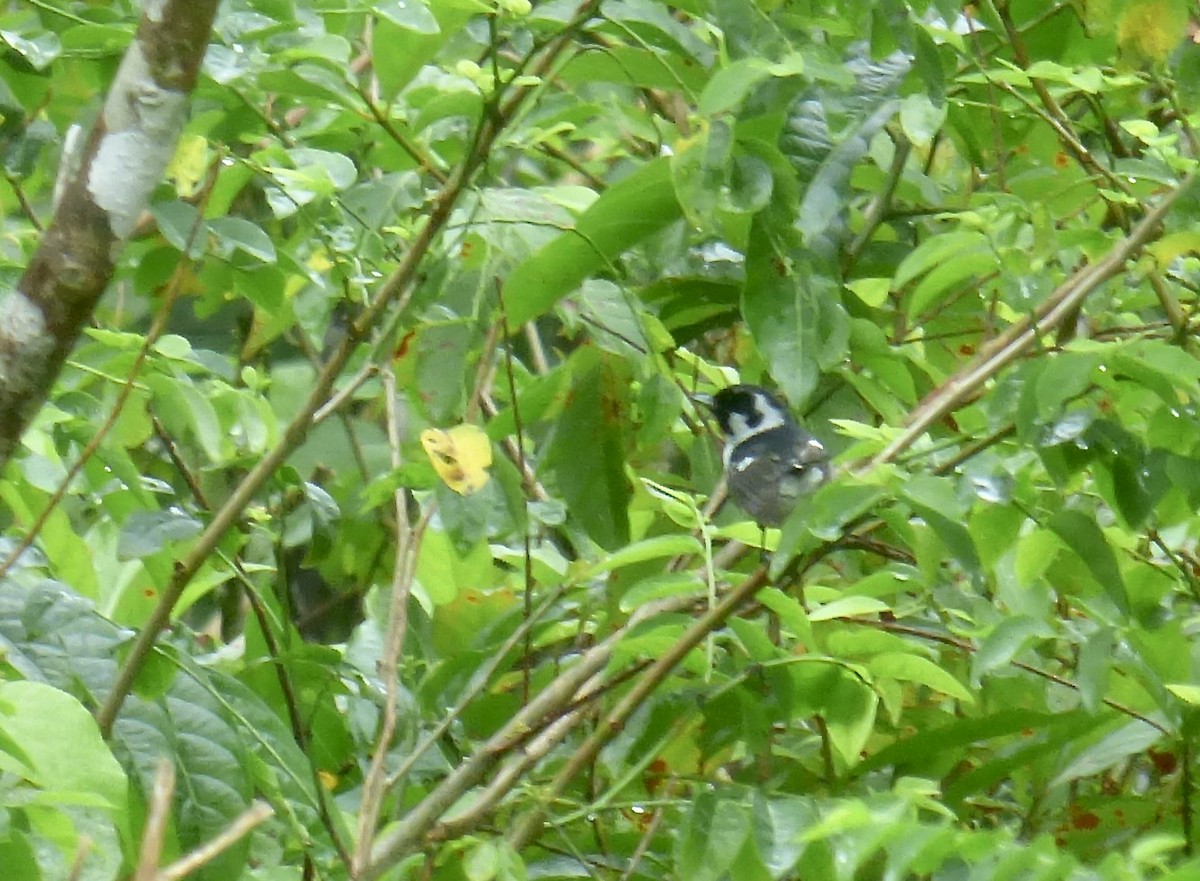 White-breasted Monarch - ML621639157