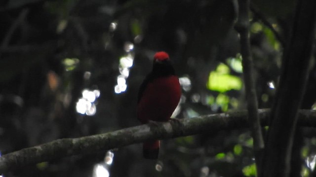 Black-necked Red-Cotinga - ML621639286
