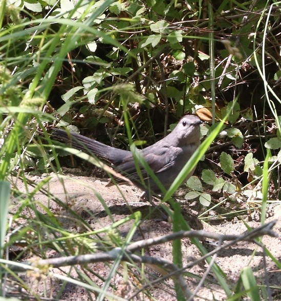 Gray Catbird - ML621639525