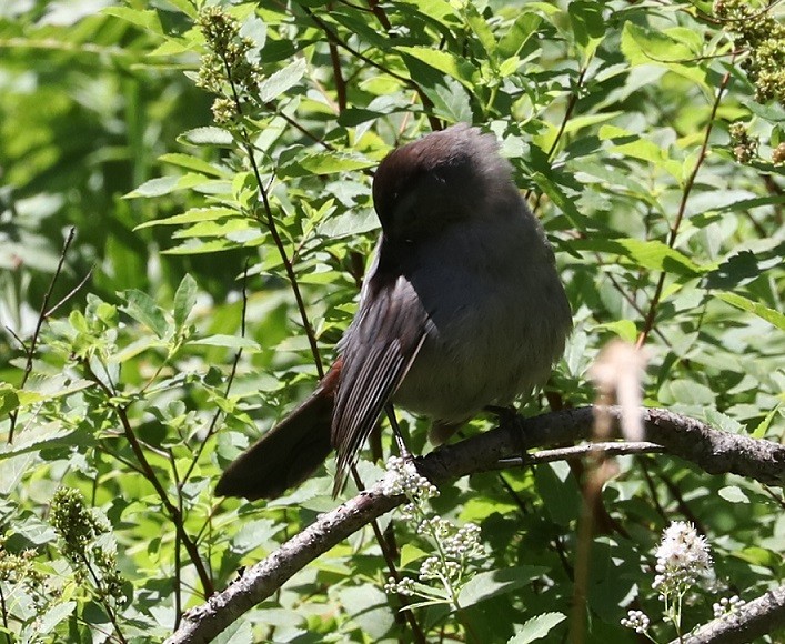 Gray Catbird - ML621639526