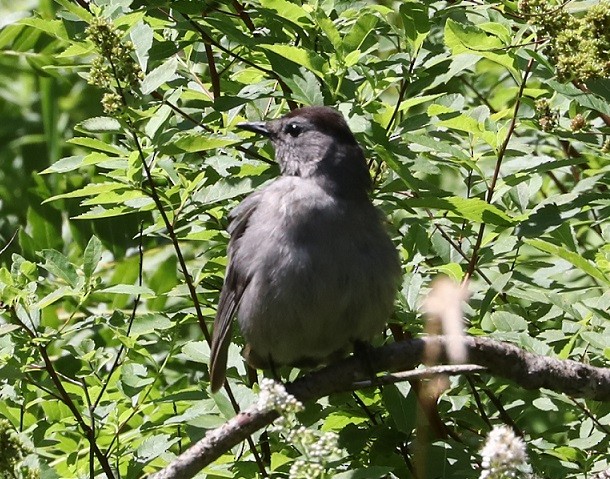 Gray Catbird - ML621639528