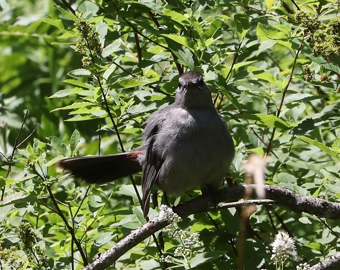 Gray Catbird - ML621639529