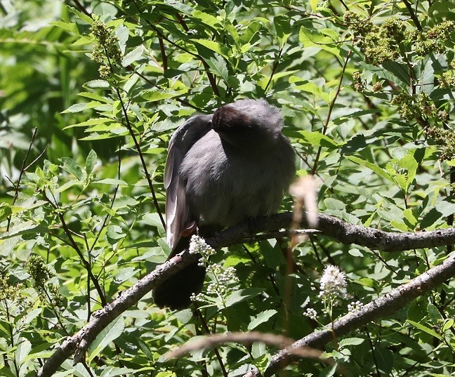 Gray Catbird - ML621639531