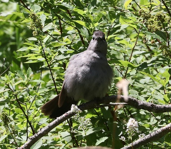 Gray Catbird - A. Gary Reid