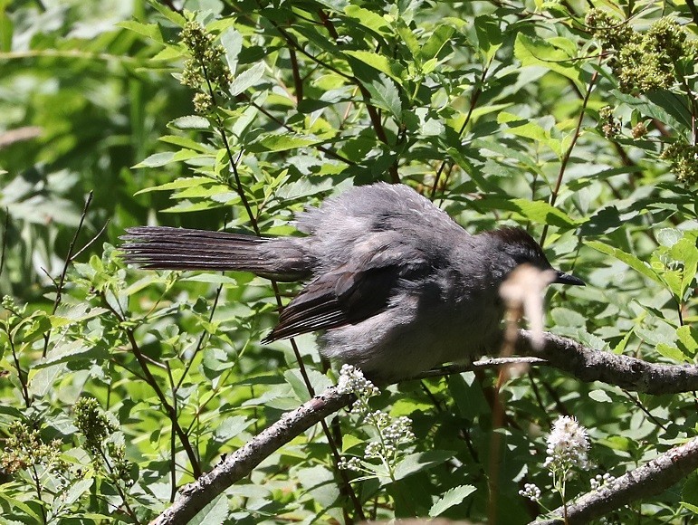 Gray Catbird - ML621639533