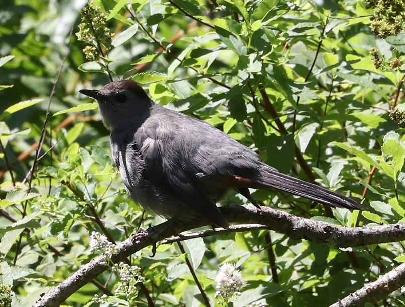 Gray Catbird - ML621639535