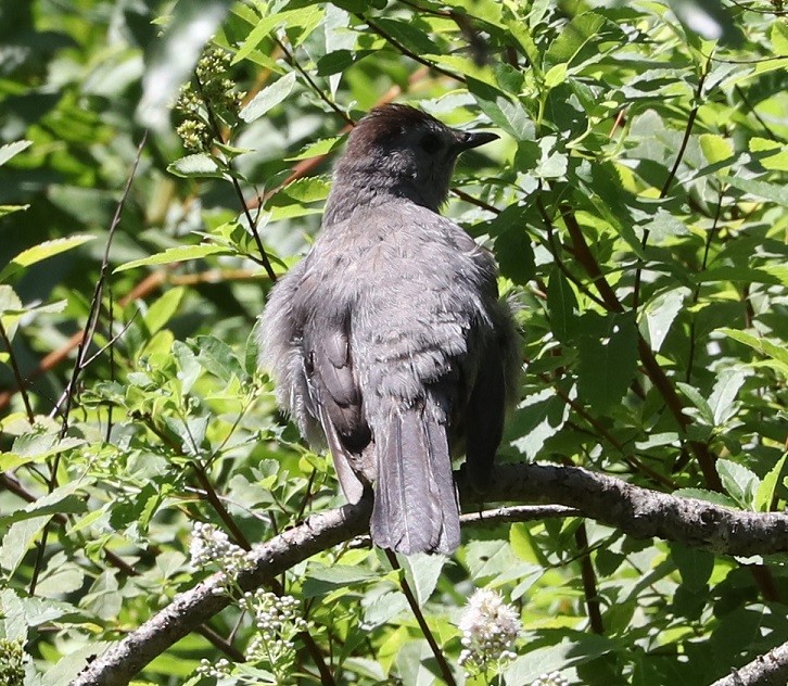 Gray Catbird - ML621639536