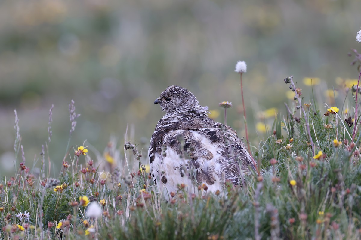 White-tailed Ptarmigan - Adrian Lakin