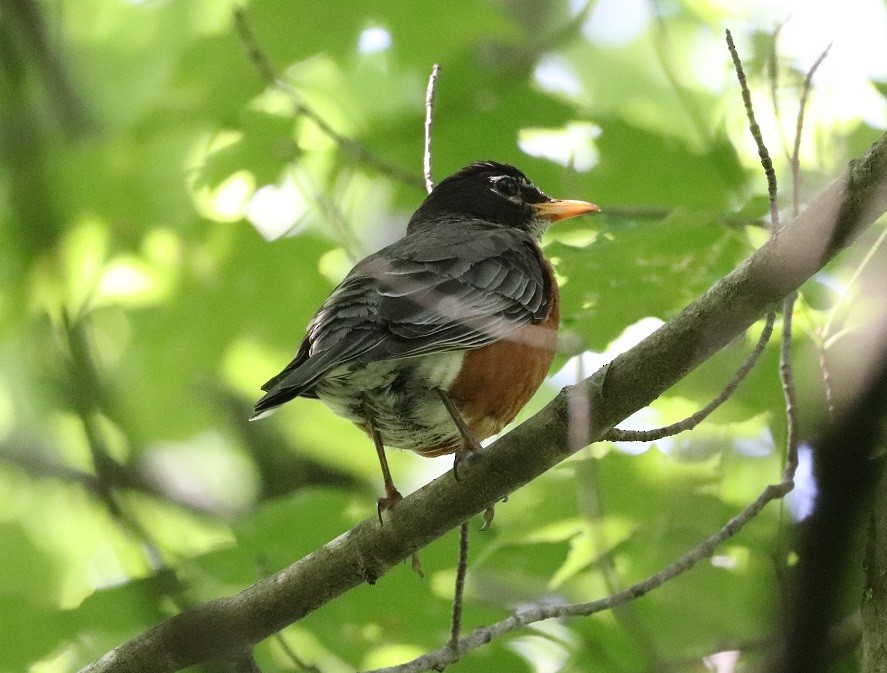 American Robin - ML621639541