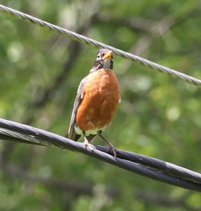 American Robin - ML621639542