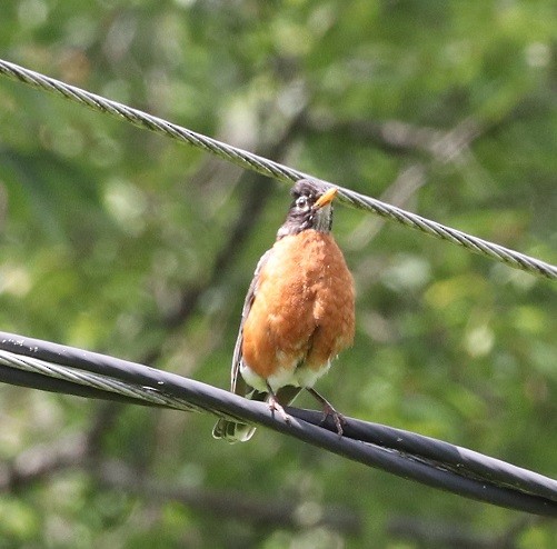 American Robin - ML621639543