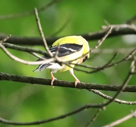 American Goldfinch - ML621639595