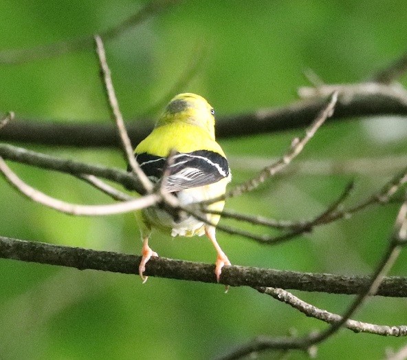 American Goldfinch - ML621639596