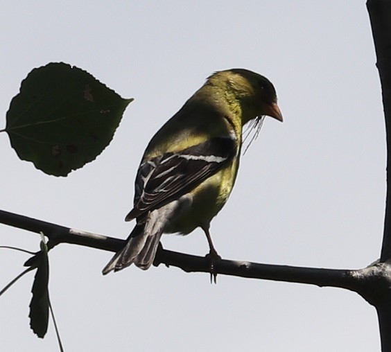 American Goldfinch - ML621639598