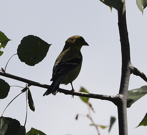 American Goldfinch - ML621639600